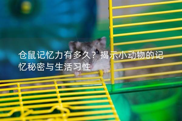 仓鼠记忆力有多久？揭示小动物的记忆秘密与生活习性