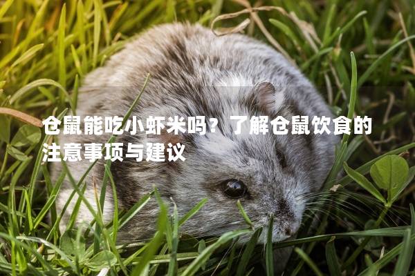 仓鼠能吃小虾米吗？了解仓鼠饮食的注意事项与建议