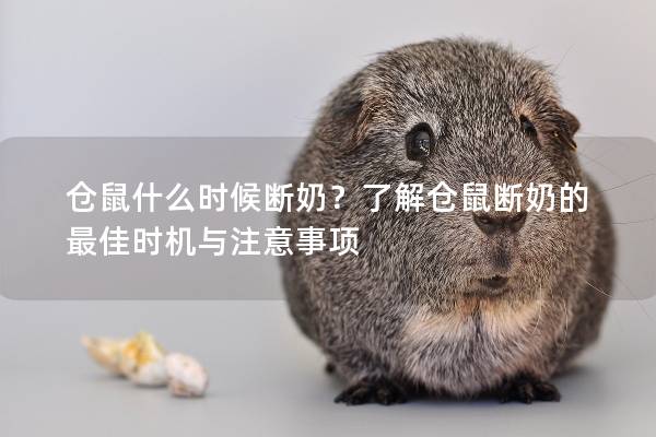 仓鼠什么时候断奶？了解仓鼠断奶的最佳时机与注意事项
