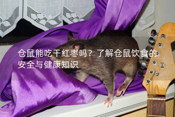 仓鼠能吃干红枣吗？了解仓鼠饮食的安全与健康知识