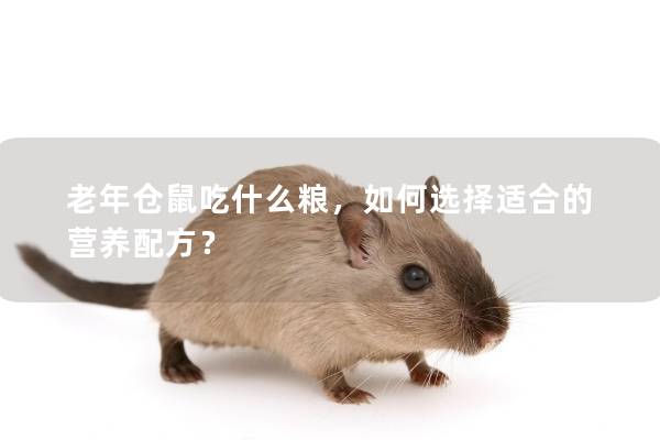 老年仓鼠吃什么粮，如何选择适合的营养配方？
