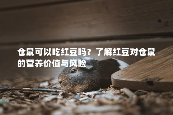 仓鼠可以吃红豆吗？了解红豆对仓鼠的营养价值与风险