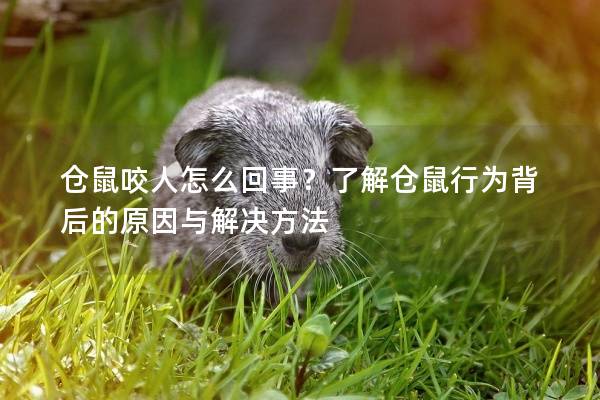 仓鼠咬人怎么回事？了解仓鼠行为背后的原因与解决方法