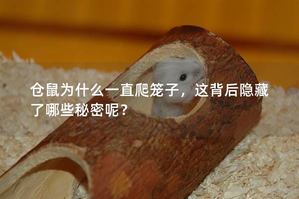 仓鼠为什么一直爬笼子，这背后隐藏了哪些秘密呢？