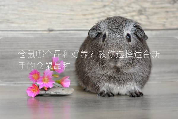 仓鼠哪个品种好养？教你选择适合新手的仓鼠品种