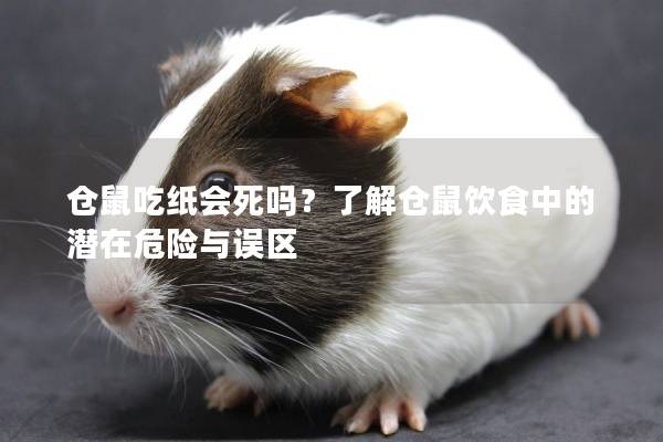 仓鼠吃纸会死吗？了解仓鼠饮食中的潜在危险与误区