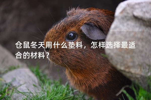 仓鼠冬天用什么垫料，怎样选择最适合的材料？