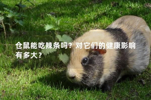 仓鼠能吃辣条吗？对它们的健康影响有多大？