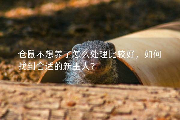 仓鼠不想养了怎么处理比较好，如何找到合适的新主人？