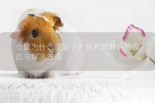 仓鼠为什么咬笼子？探究其背后的原因与解决方法