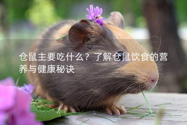 仓鼠主要吃什么？了解仓鼠饮食的营养与健康秘诀