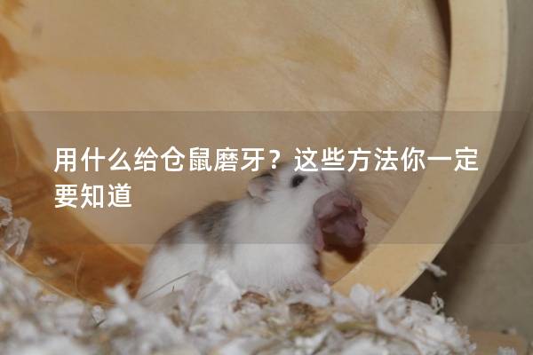 用什么给仓鼠磨牙？这些方法你一定要知道
