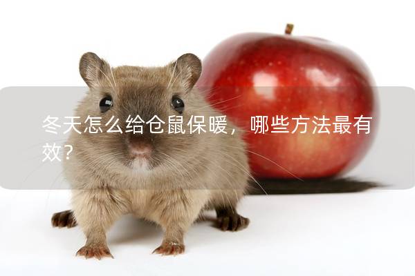 冬天怎么给仓鼠保暖，哪些方法最有效？