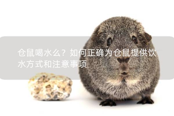 仓鼠喝水么？如何正确为仓鼠提供饮水方式和注意事项