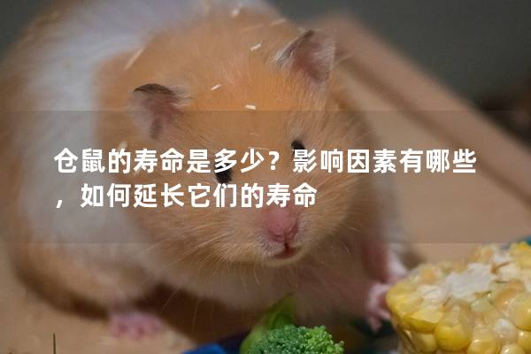 仓鼠的寿命是多少？影响因素有哪些，如何延长它们的寿命